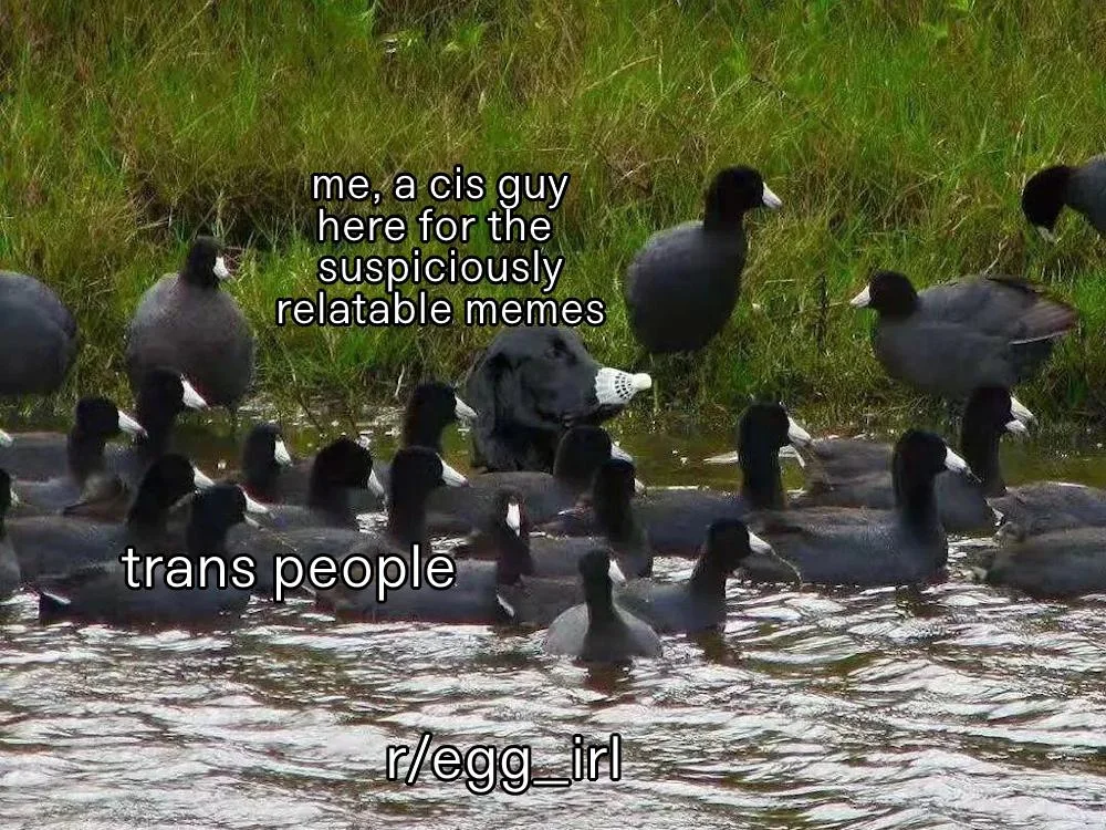A meme with a dog awkwardly trying to blend in with ducks. The ducks are labelled ’trans people’, and the dog is labelled ‘me, a cis guy, here for the suspiciously relatable memes. The water they are all in is labelled r/egg_irl’